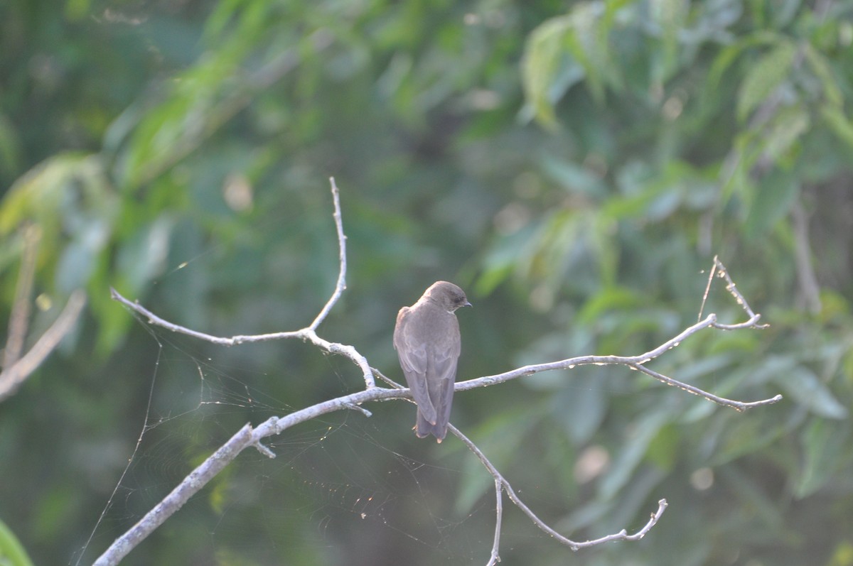 Northern Rough-winged Swallow - ML620673268