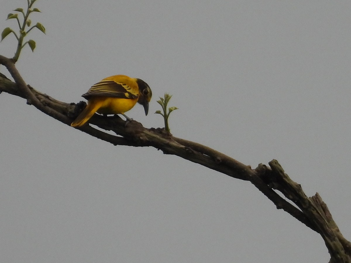 Black-hooded Oriole - Virendra Bhardwaj