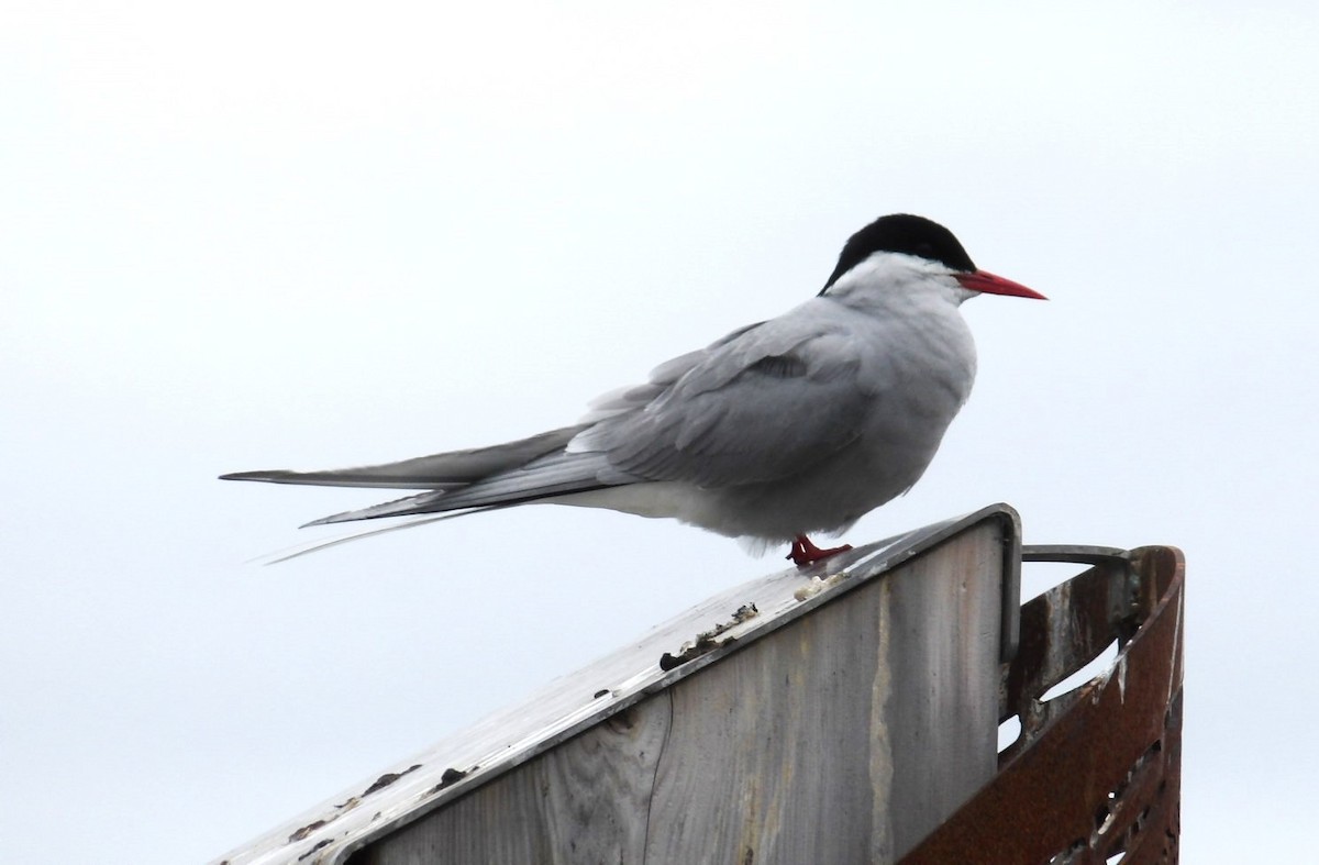 Arctic Tern - ML620673279