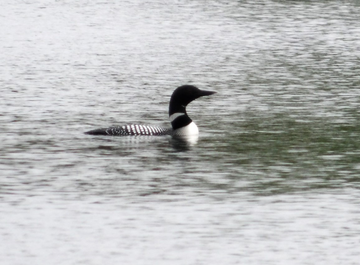 Plongeon huard - ML620673285