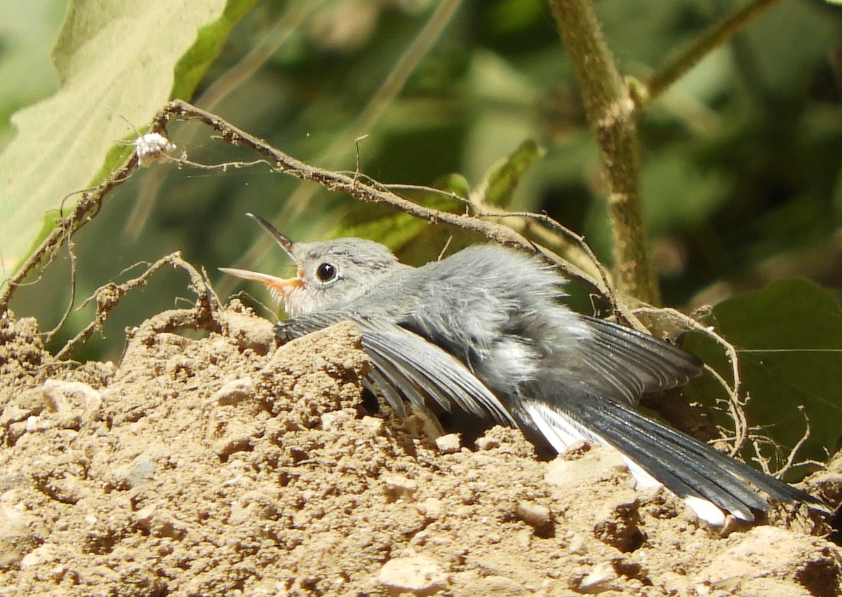 Blue-gray Gnatcatcher - ML620673286