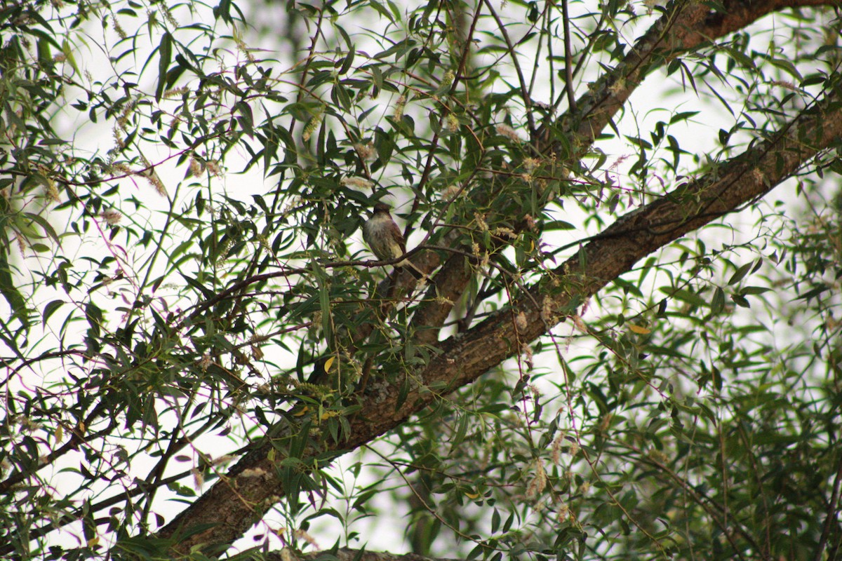 Eastern Phoebe - ML620673287