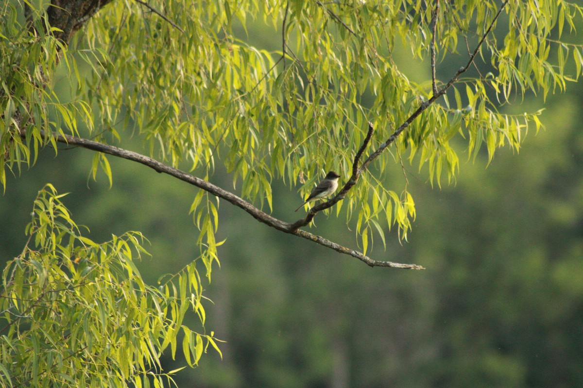 Eastern Phoebe - ML620673288