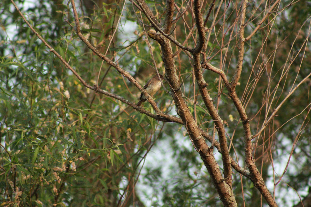 Eastern Phoebe - ML620673289