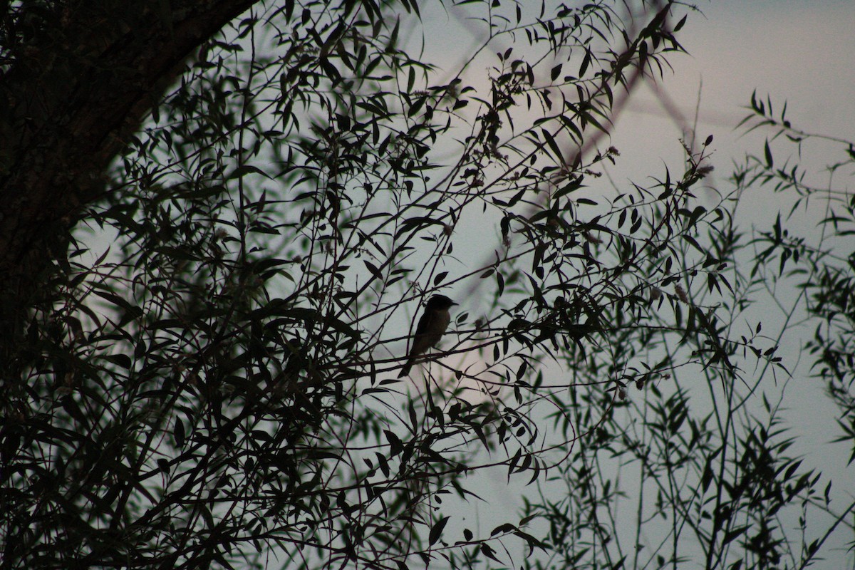 Eastern Phoebe - ML620673290