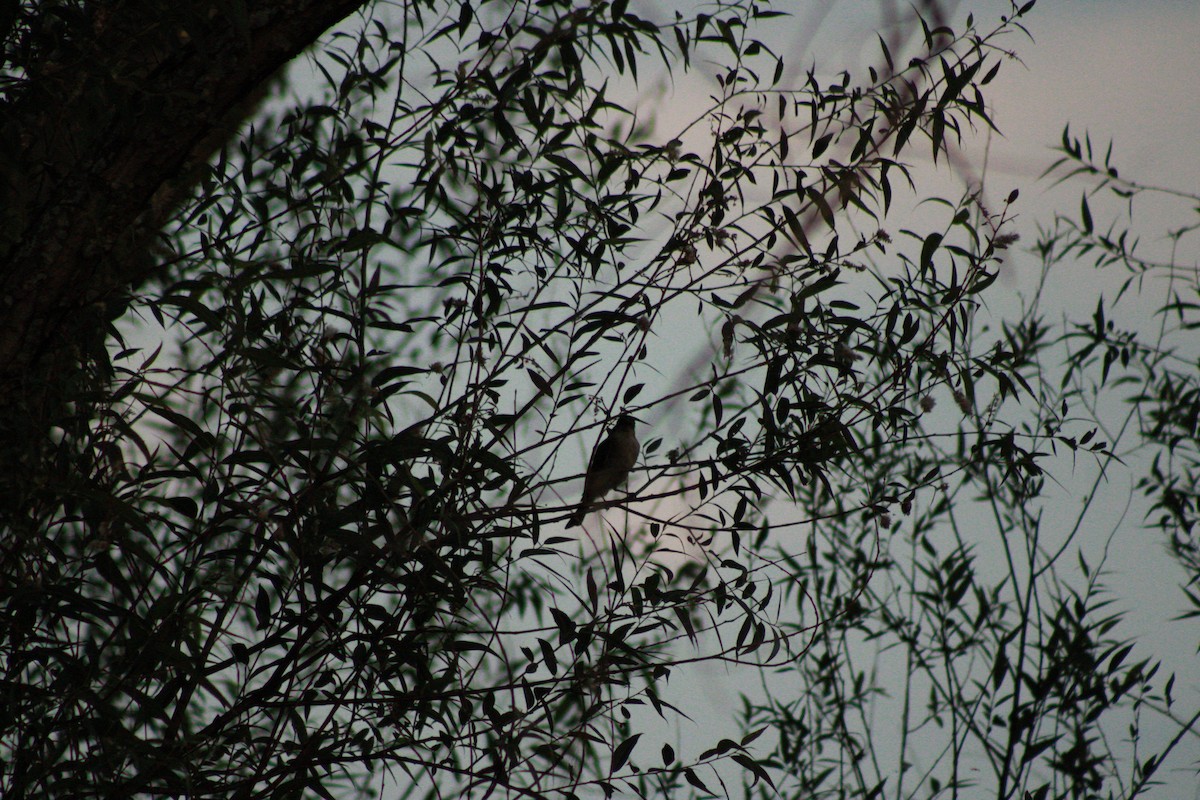 Eastern Phoebe - Kristian Neely