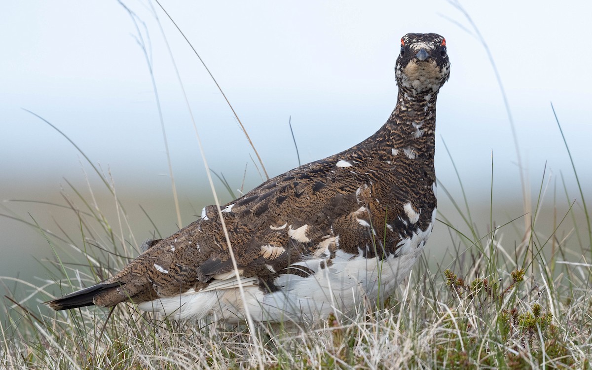 Rock Ptarmigan - ML620673293