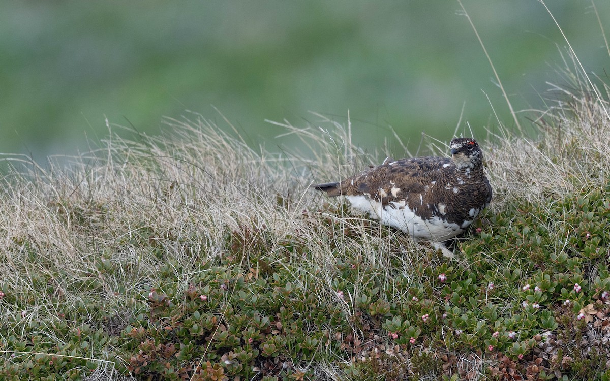 Rock Ptarmigan - Andra Florea