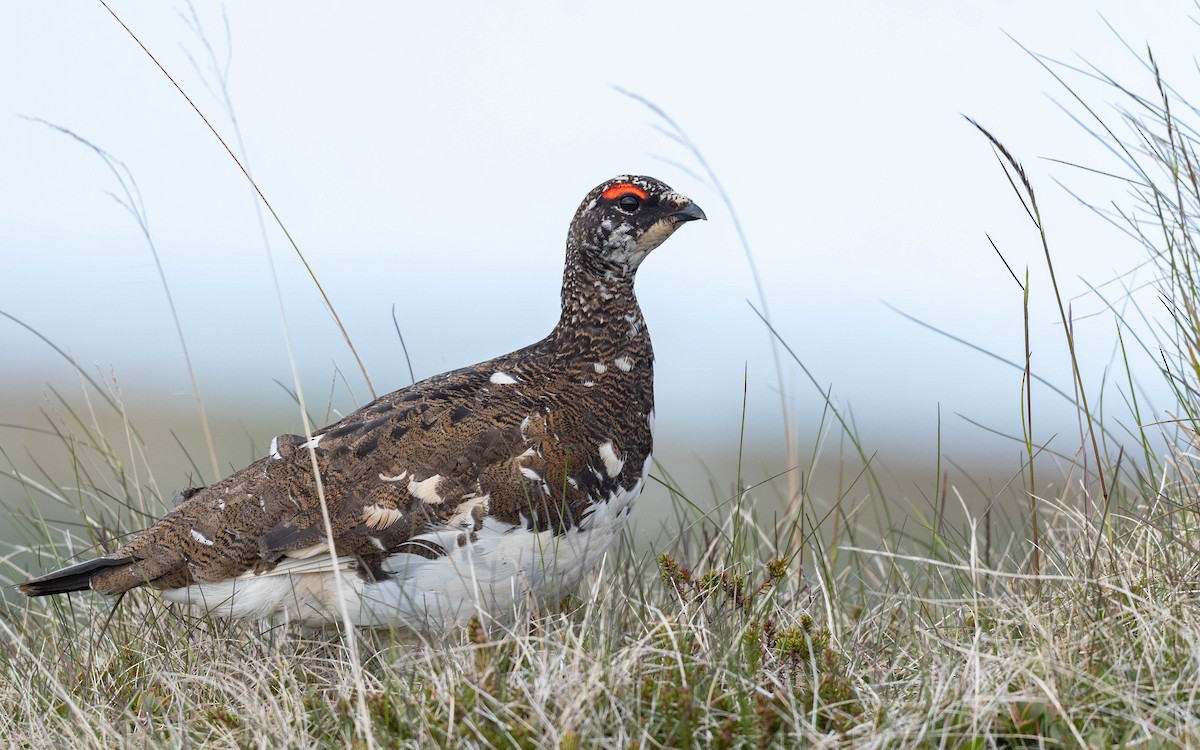 Alpenschneehuhn - ML620673295