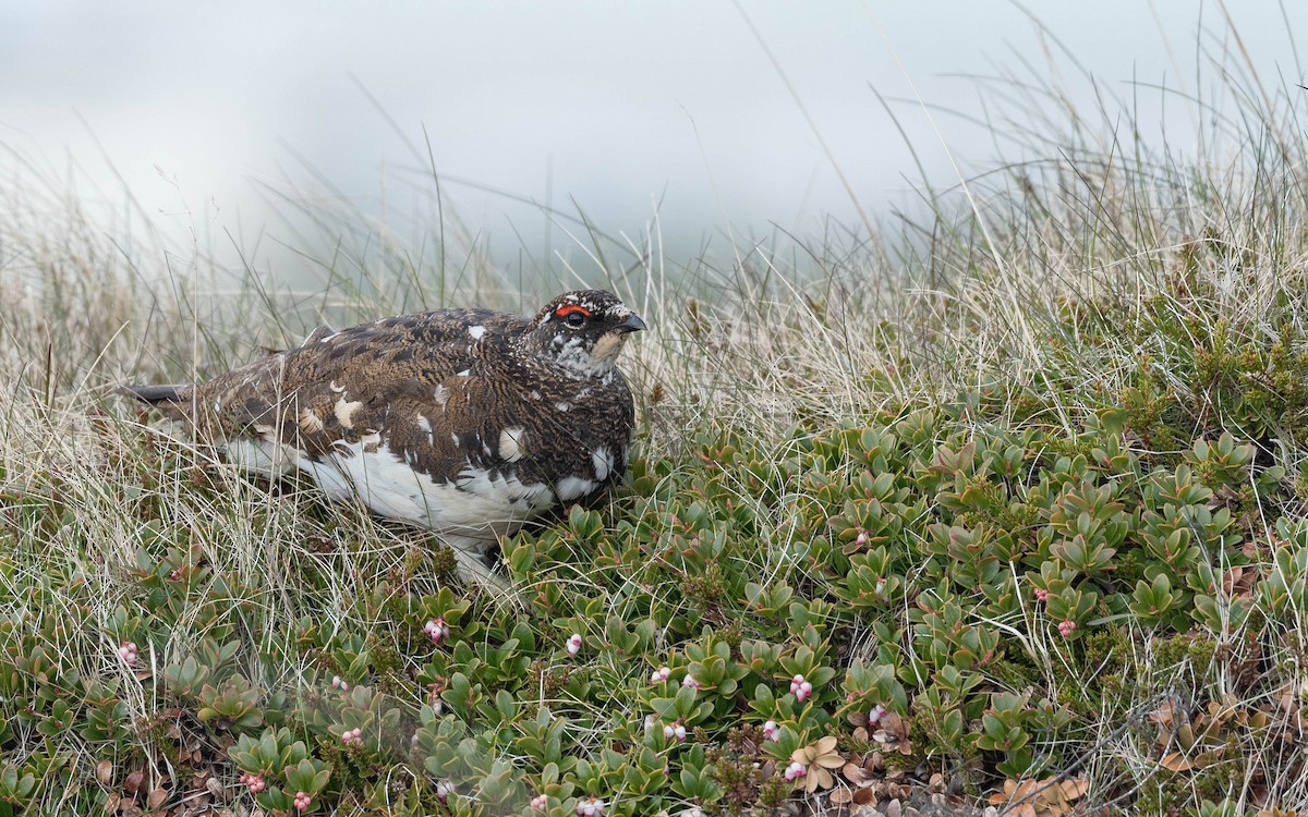 Rock Ptarmigan - ML620673296