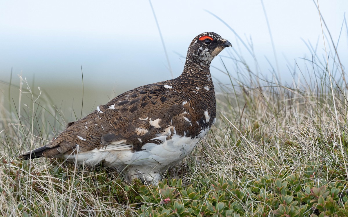 Rock Ptarmigan - ML620673297