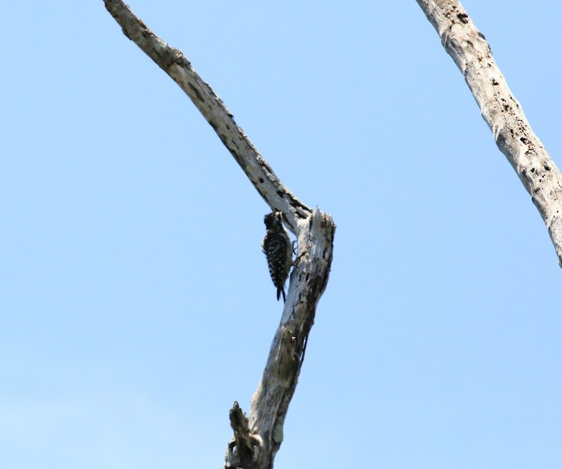 Ladder-backed Woodpecker - ML620673298