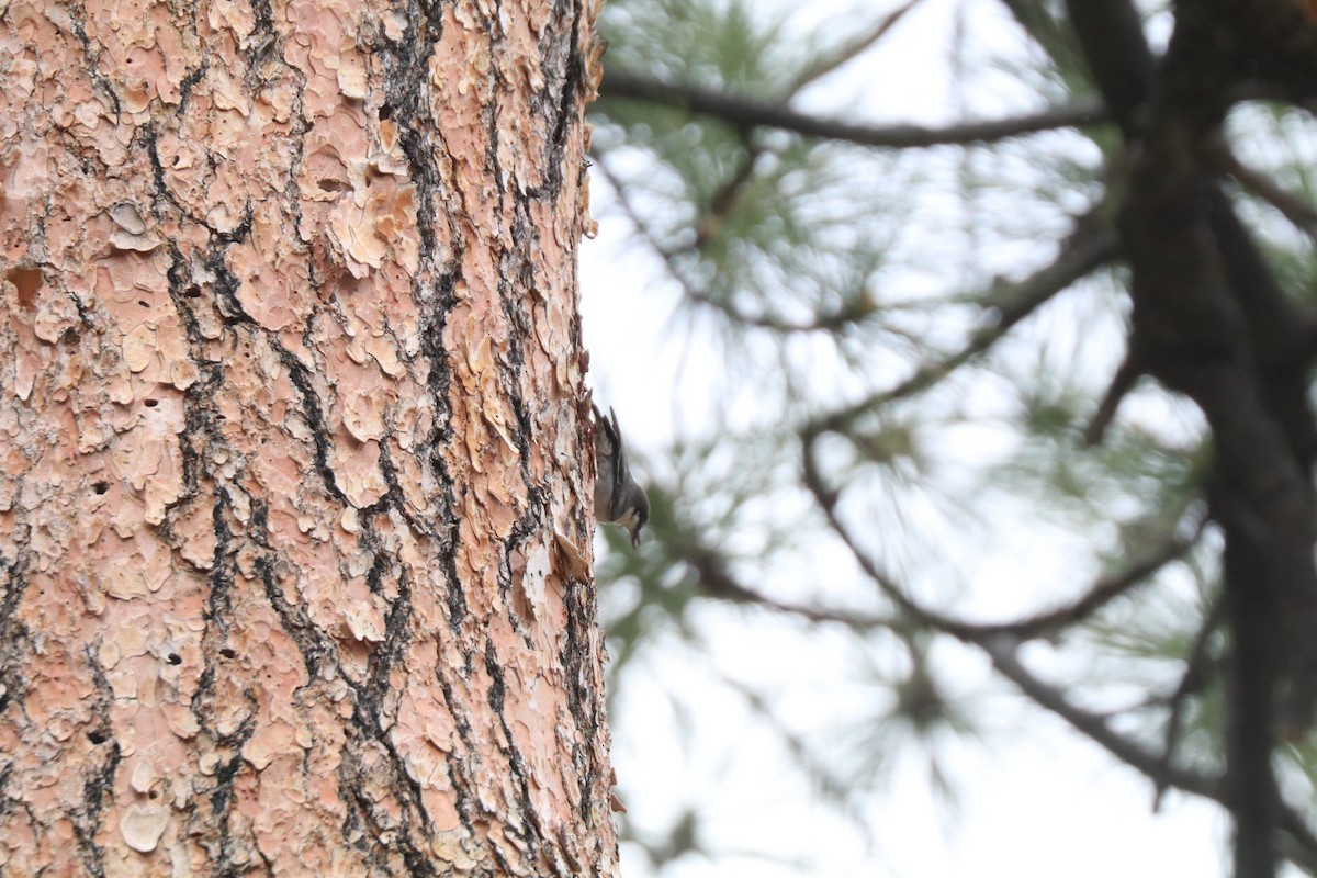 Pygmy Nuthatch - ML620673299