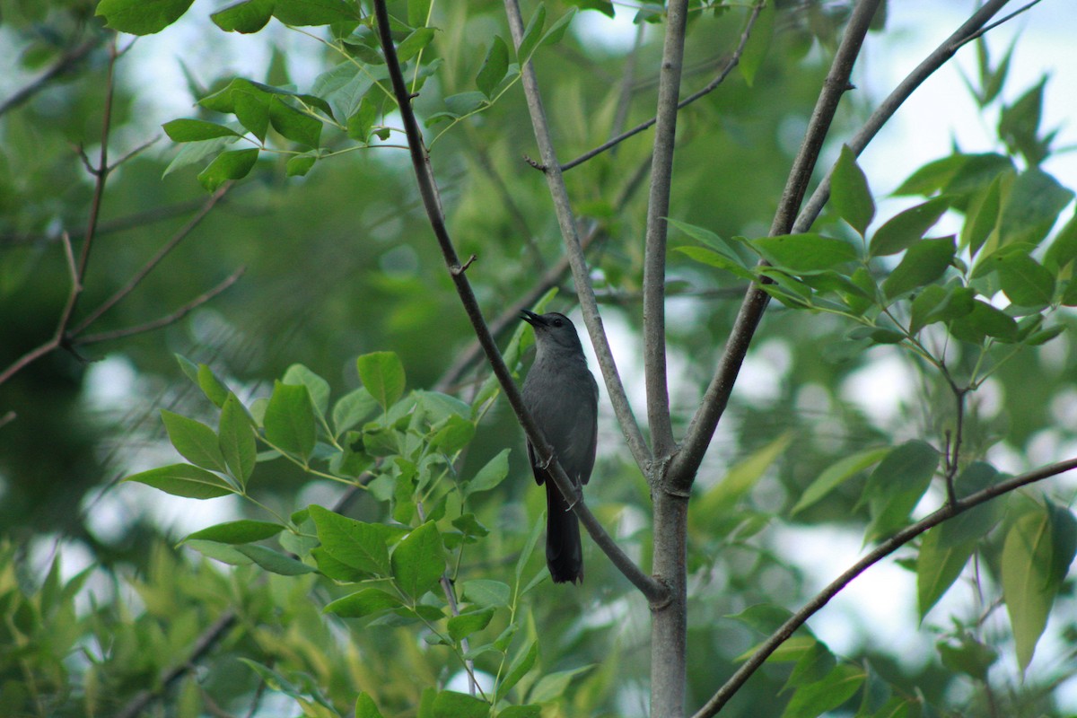 Gray Catbird - ML620673300