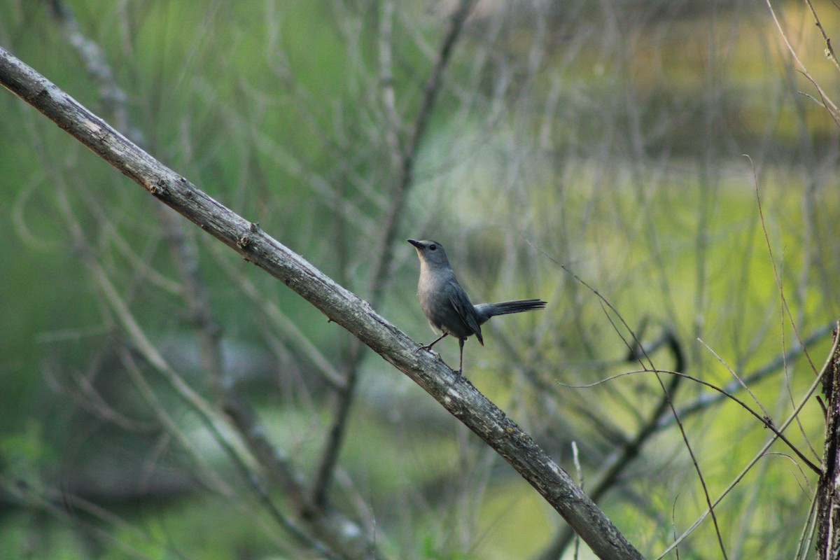 Gray Catbird - ML620673301