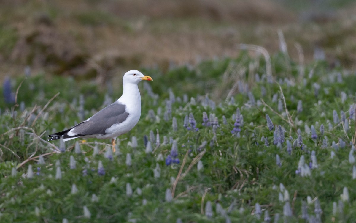 Lesser Black-backed Gull - ML620673302