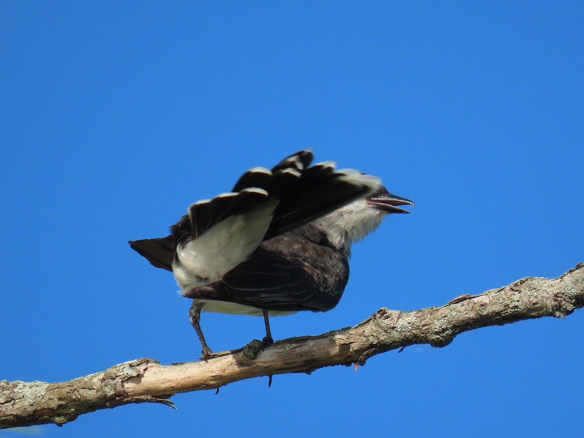 Eastern Kingbird - ML620673303