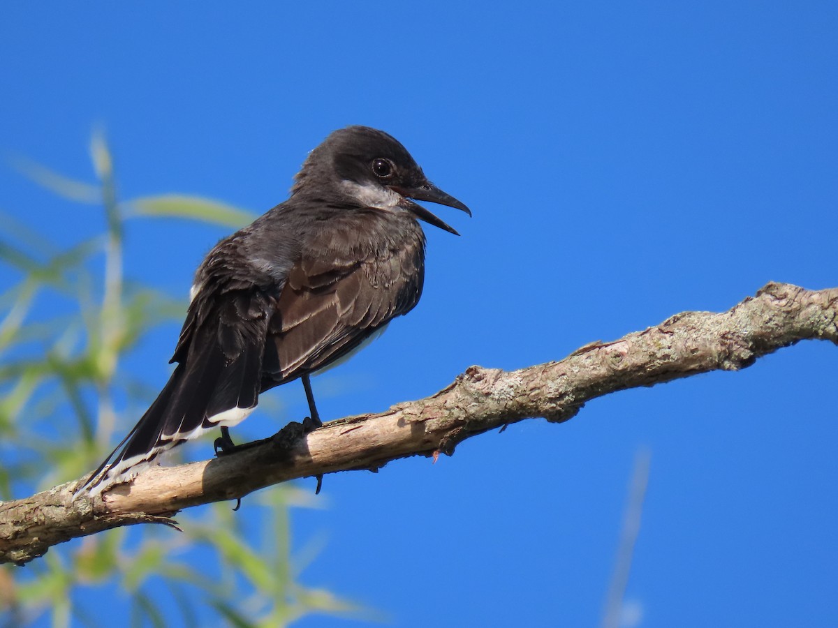 Eastern Kingbird - ML620673304