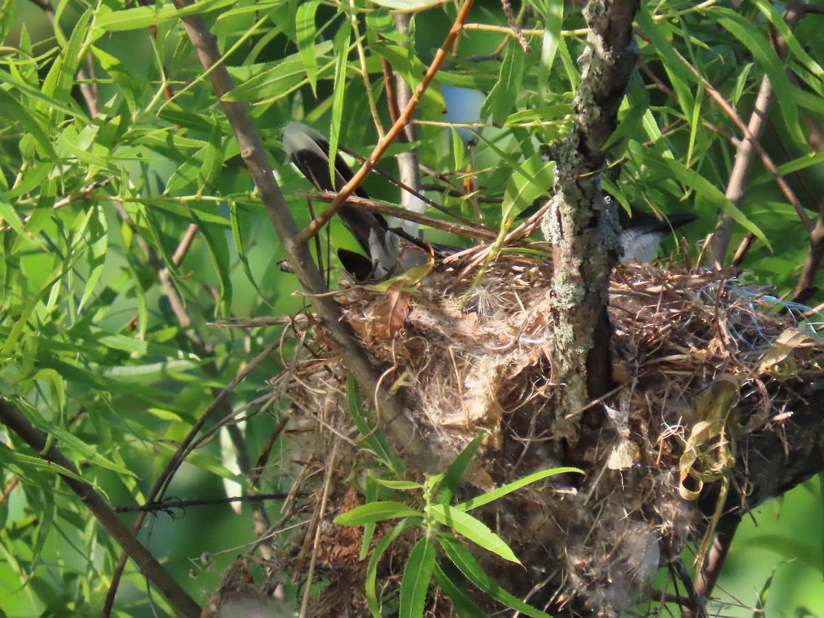 Eastern Kingbird - ML620673305