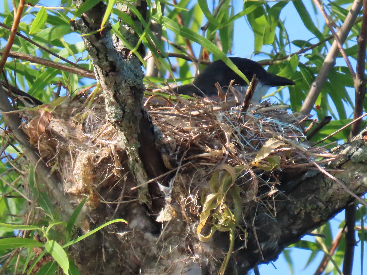 Eastern Kingbird - ML620673306