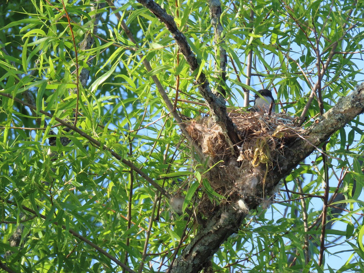 Eastern Kingbird - ML620673308