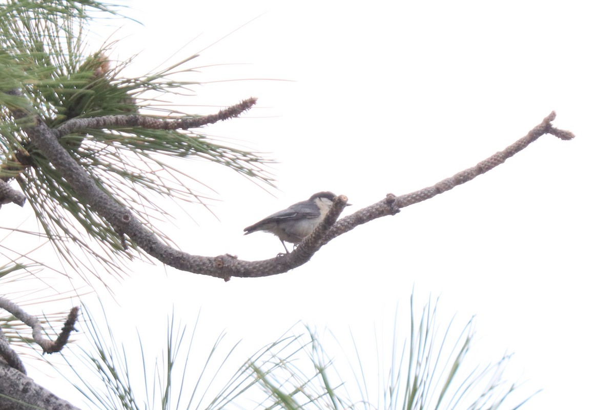 Pygmy Nuthatch - ML620673312