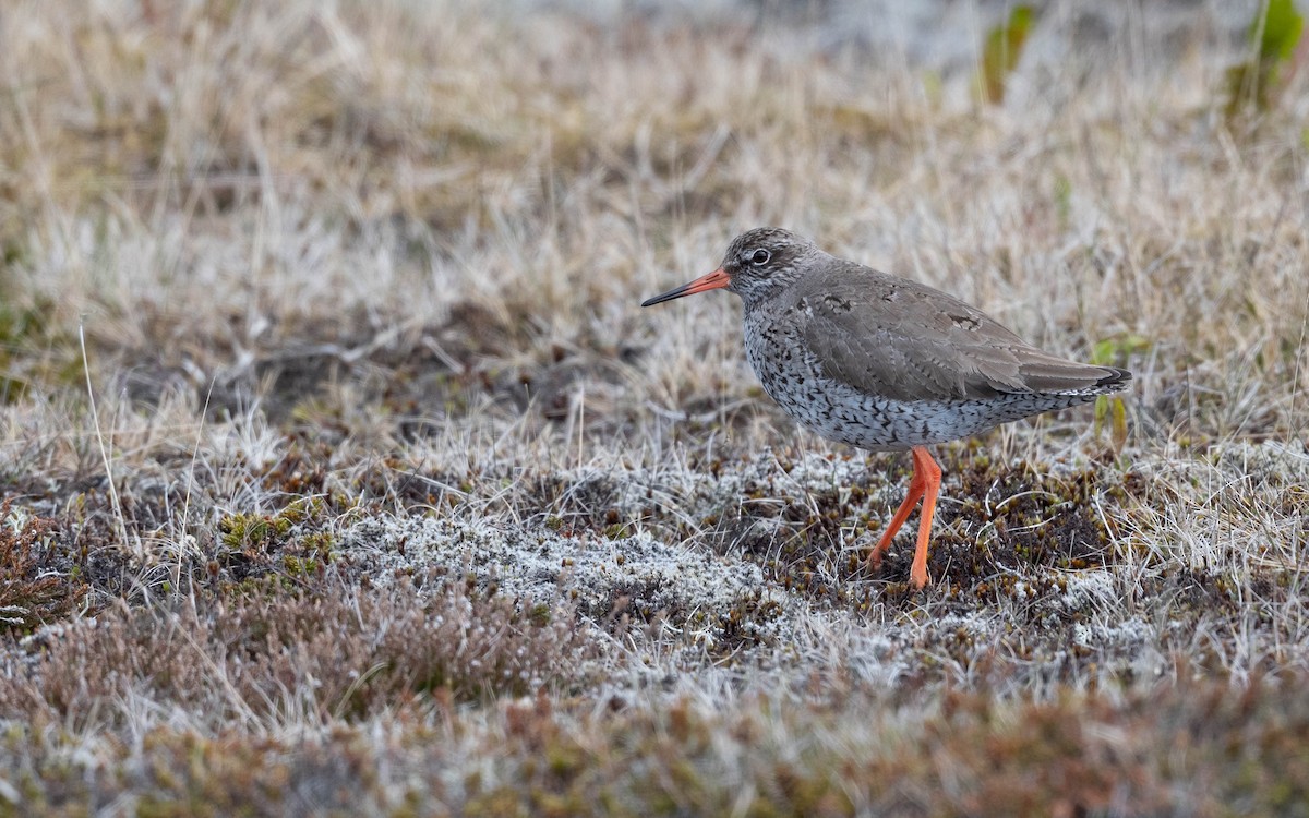 Common Redshank - ML620673313