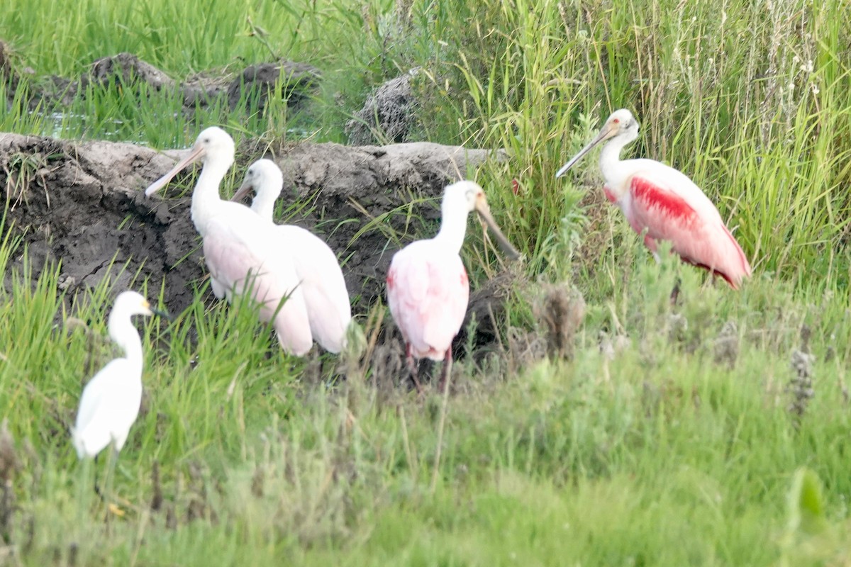 Roseate Spoonbill - Monica Rebuffo