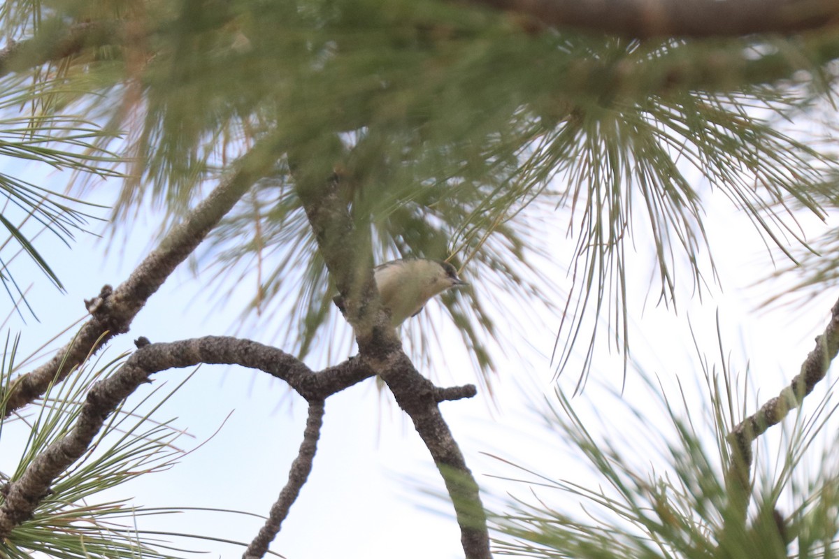 Pygmy Nuthatch - ML620673323