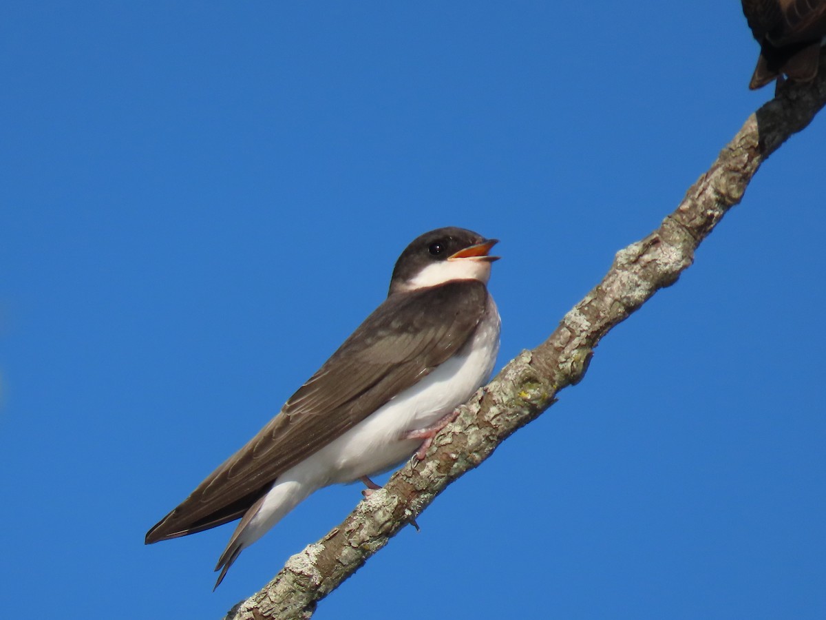 Tree Swallow - ML620673329