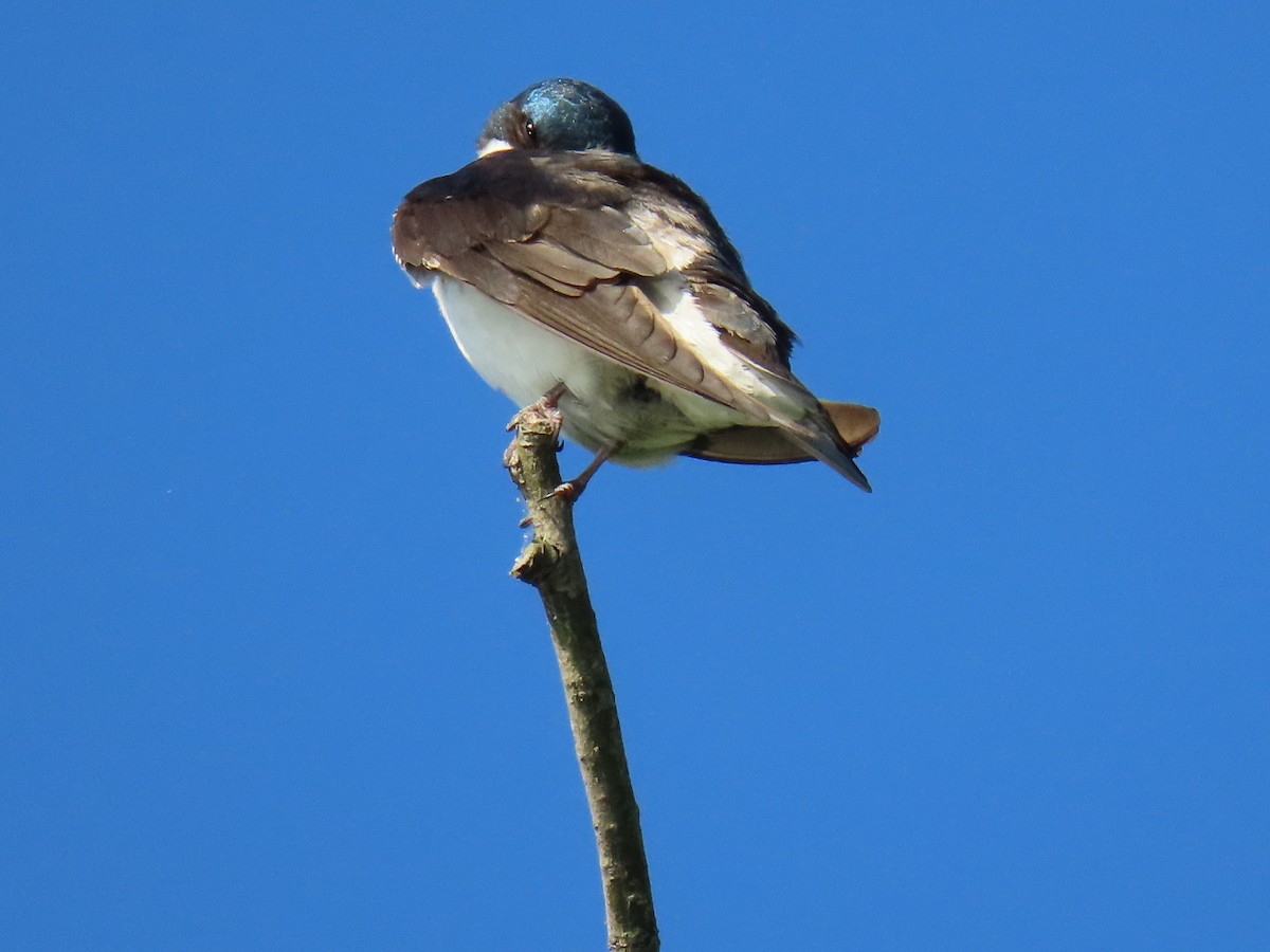 Tree Swallow - Rick Robinson