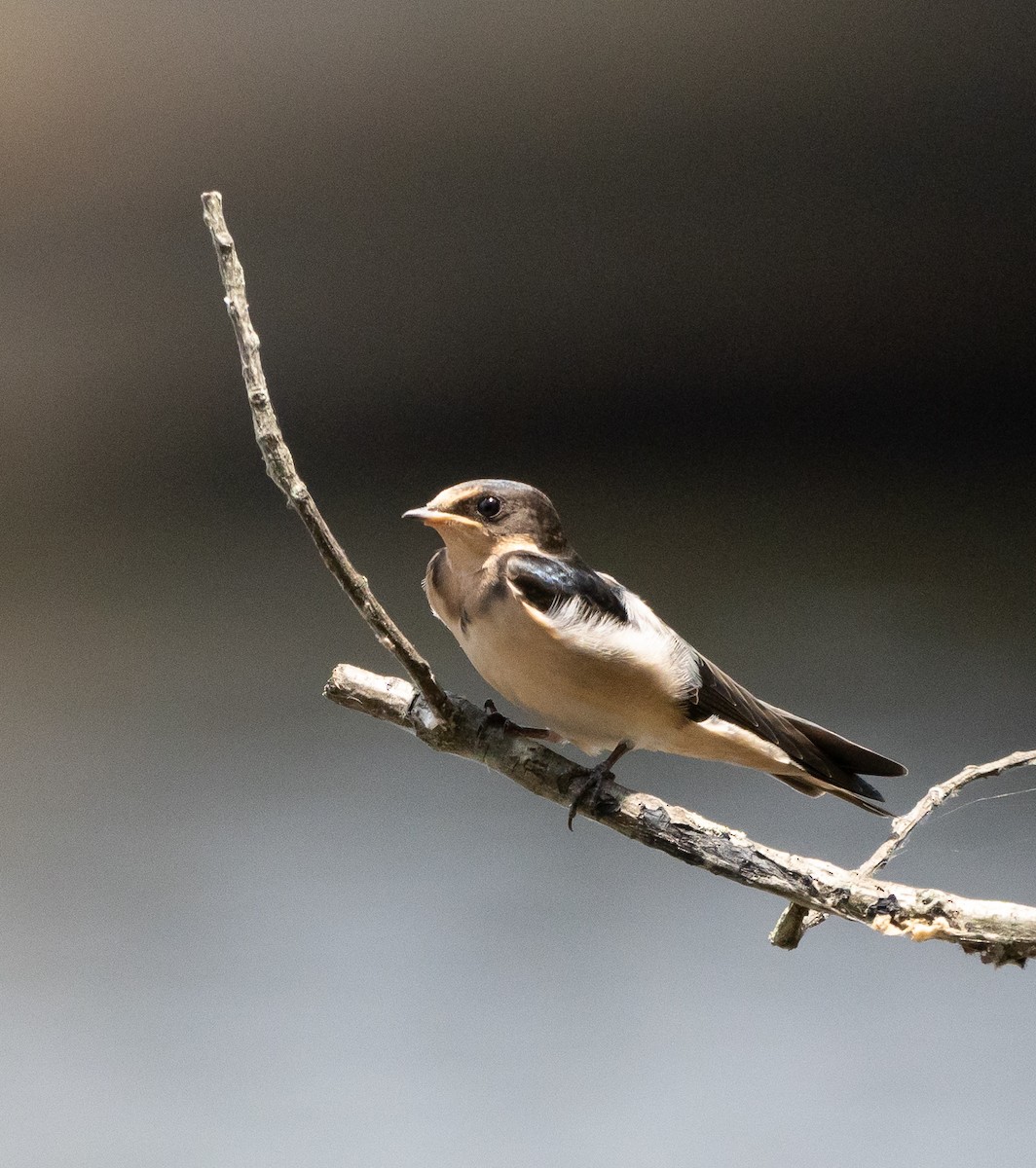 Cliff Swallow - ML620673331