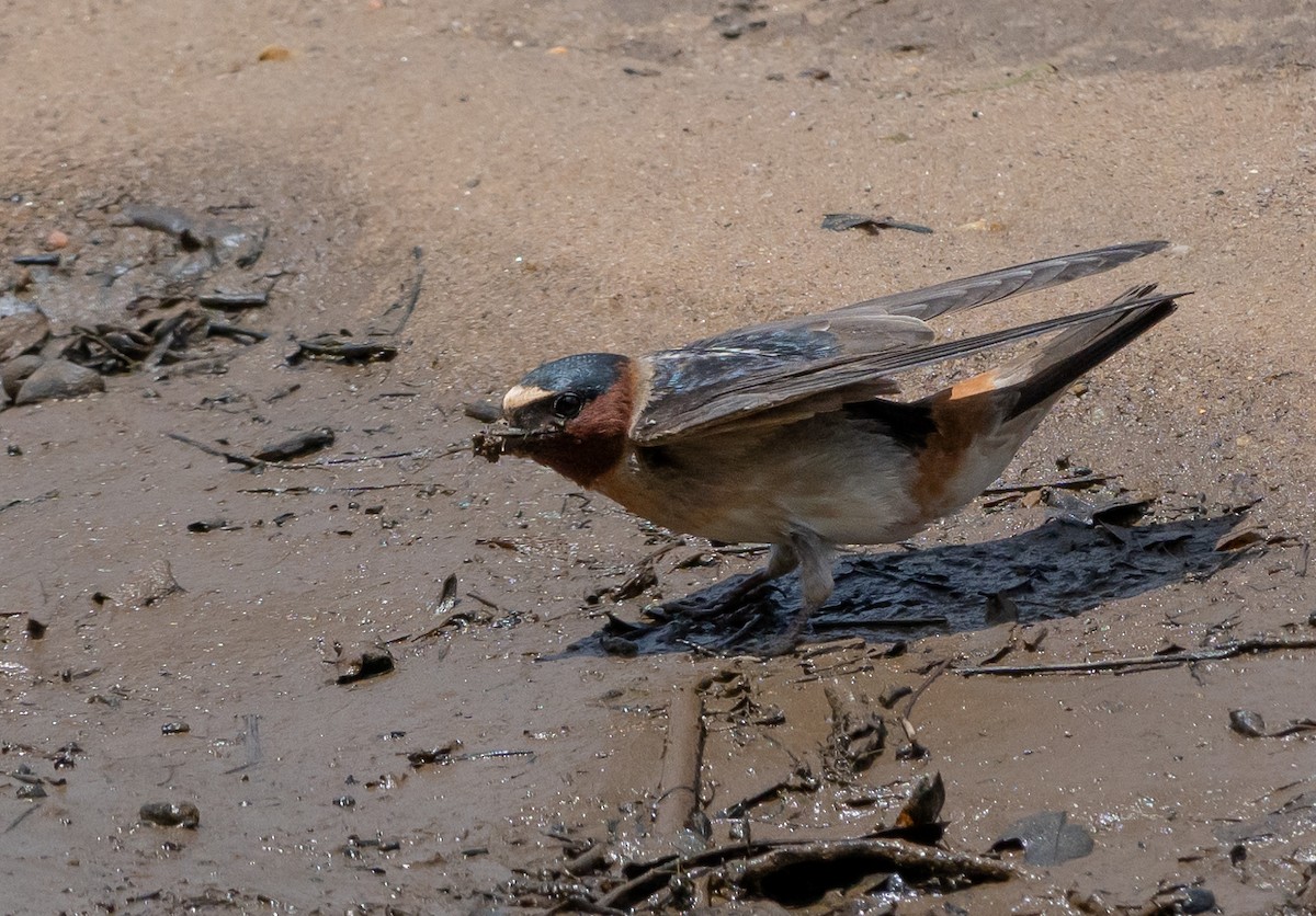 Cliff Swallow - ML620673332