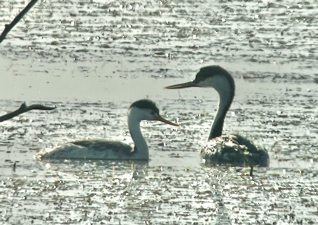 Western Grebe - ML620673336