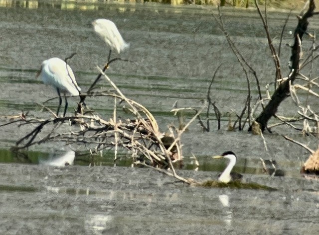 Western Grebe - ML620673337