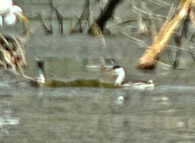 Western Grebe - ML620673338