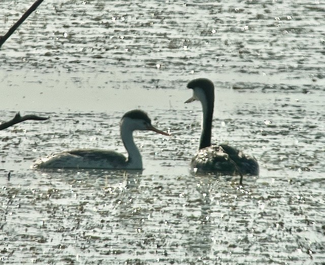 Western Grebe - ML620673342