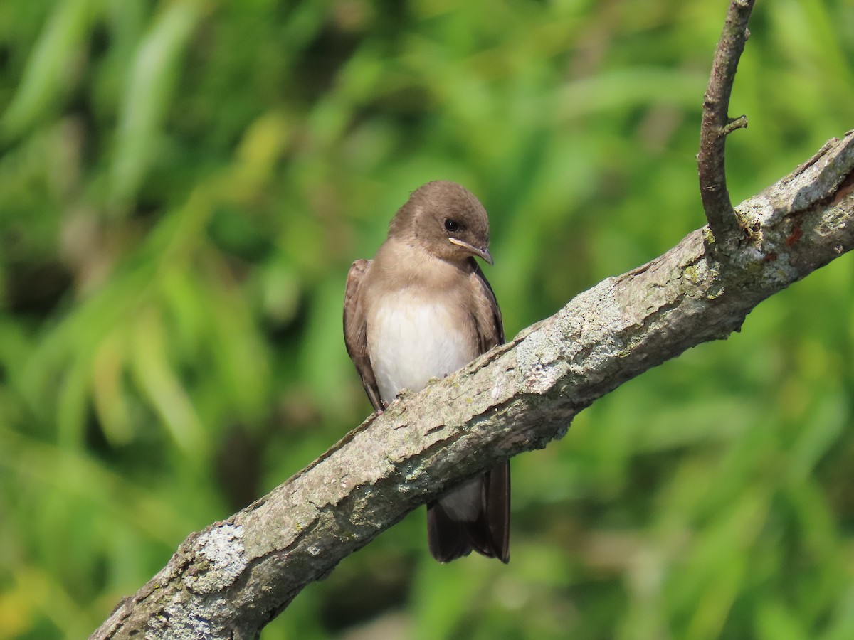 Northern Rough-winged Swallow - ML620673345