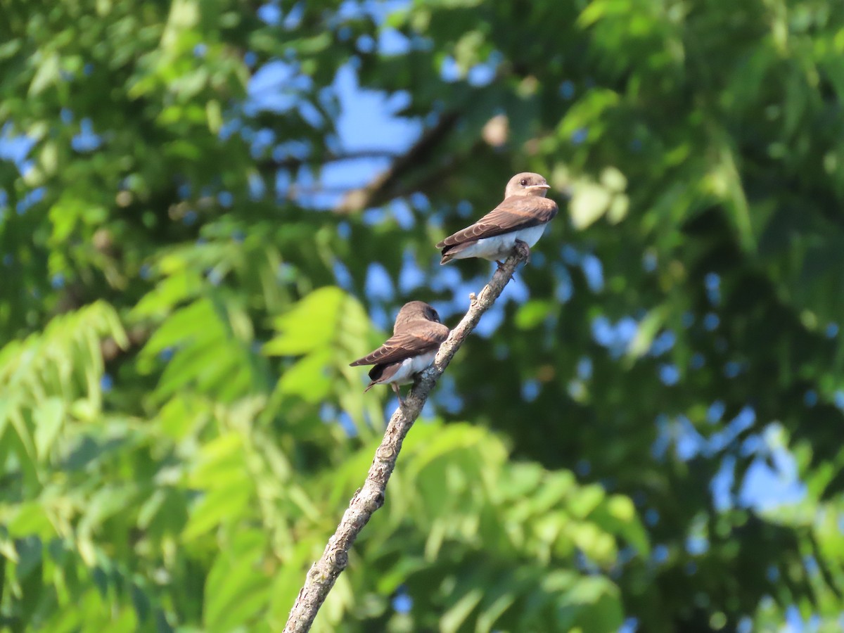 Northern Rough-winged Swallow - ML620673346