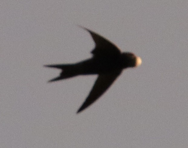 Common Swift - ML620673347