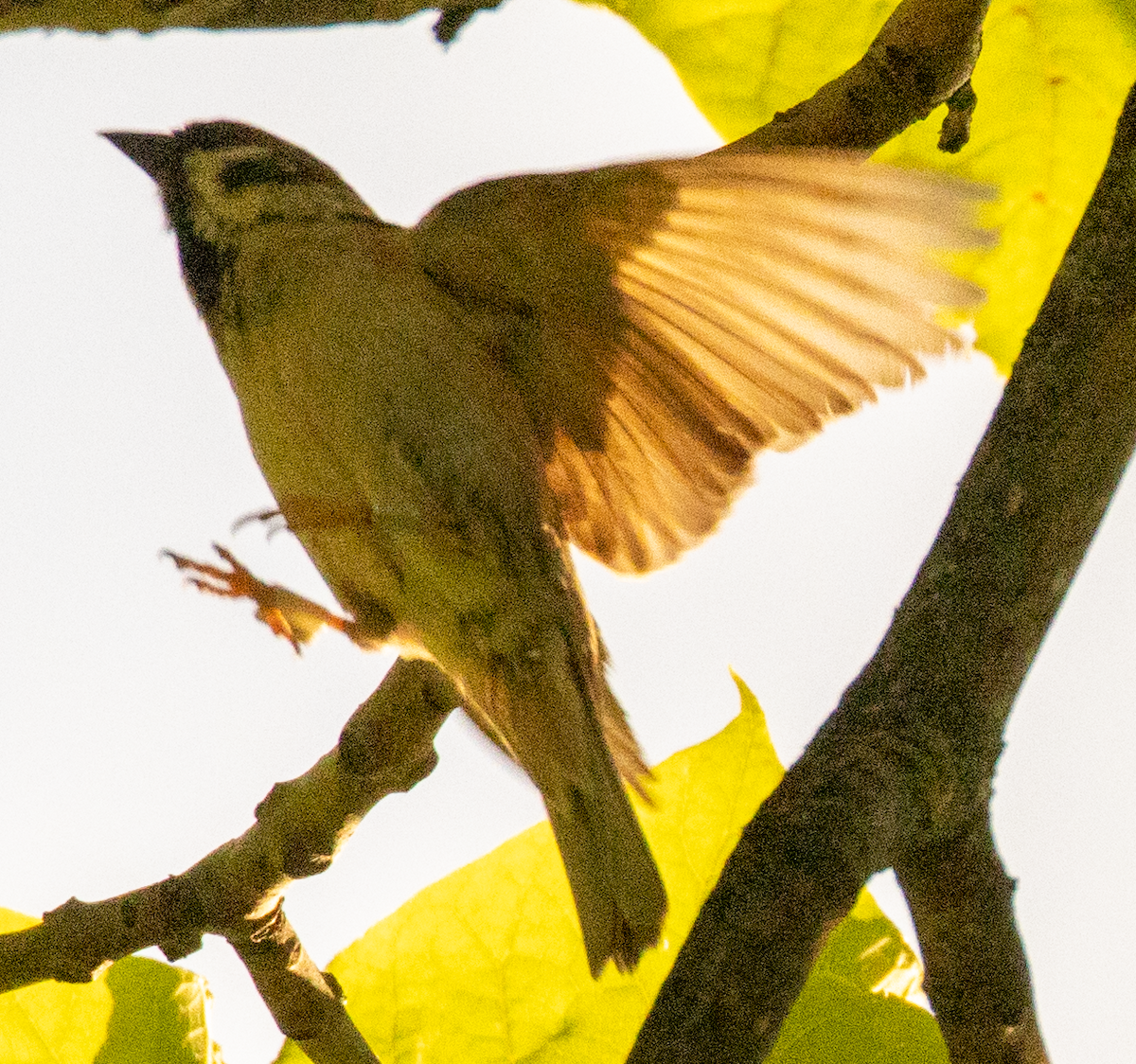 Eurasian Tree Sparrow - ML620673353