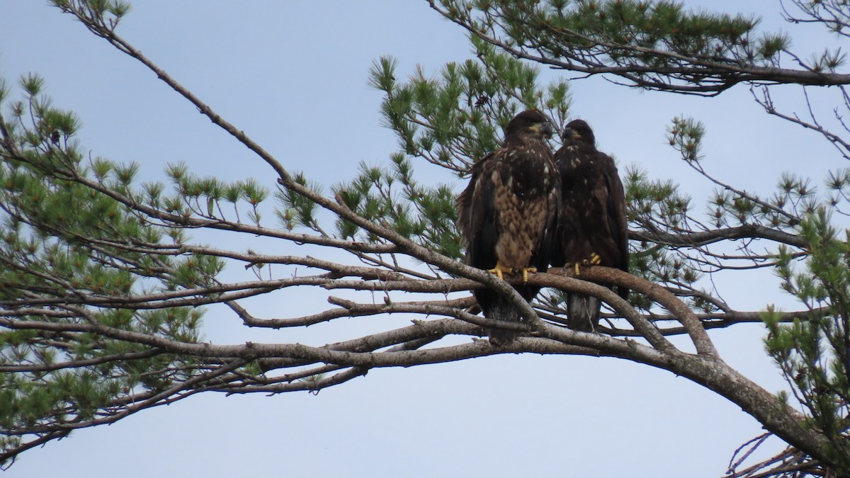 Bald Eagle - ML620673354