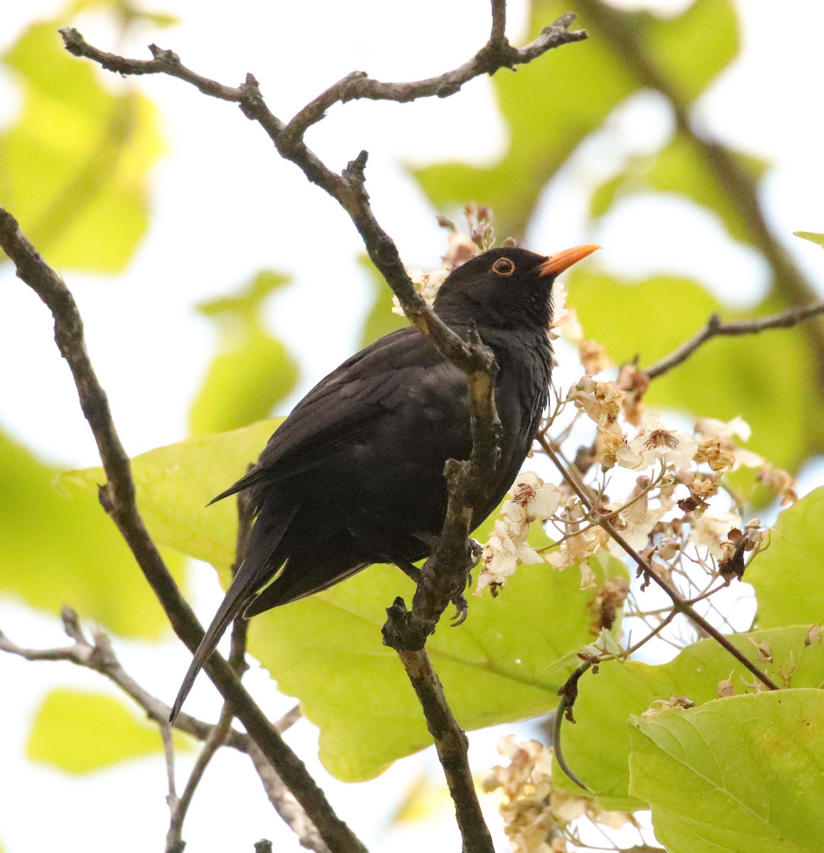 Eurasian Blackbird - ML620673355