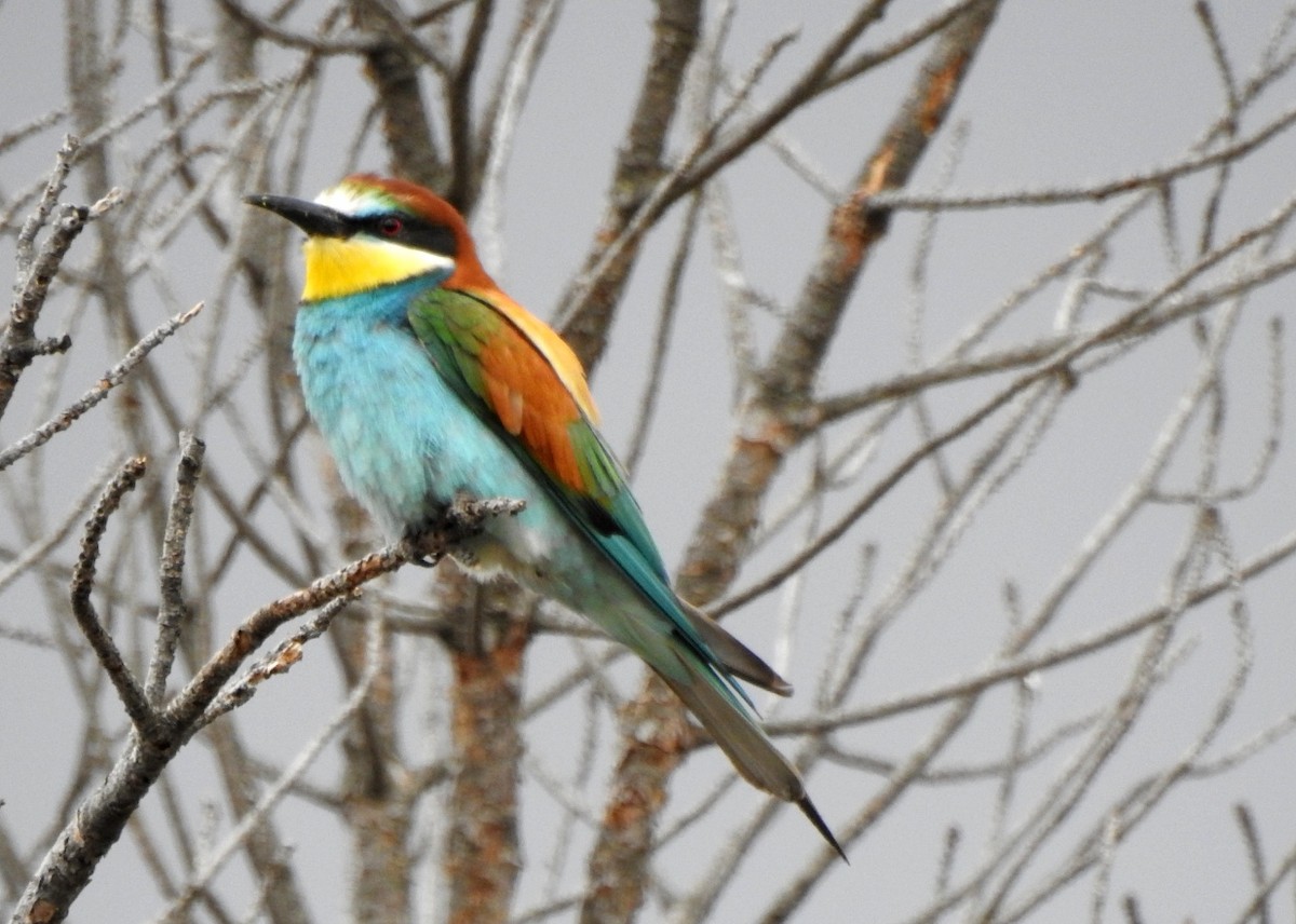 European Bee-eater - ML620673357