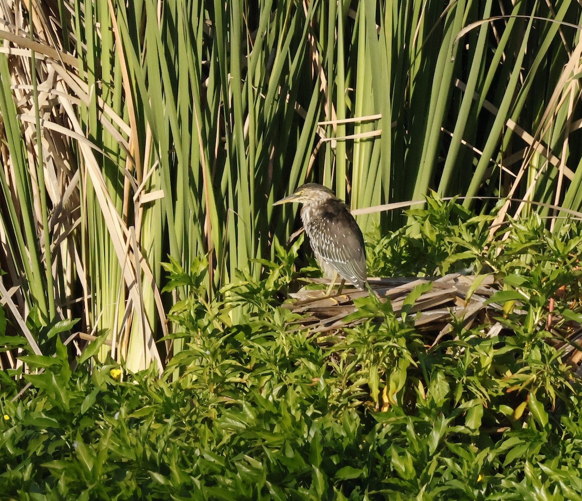 Black-crowned Night Heron - ML620673360