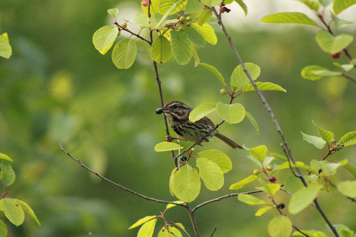 Song Sparrow - ML620673371