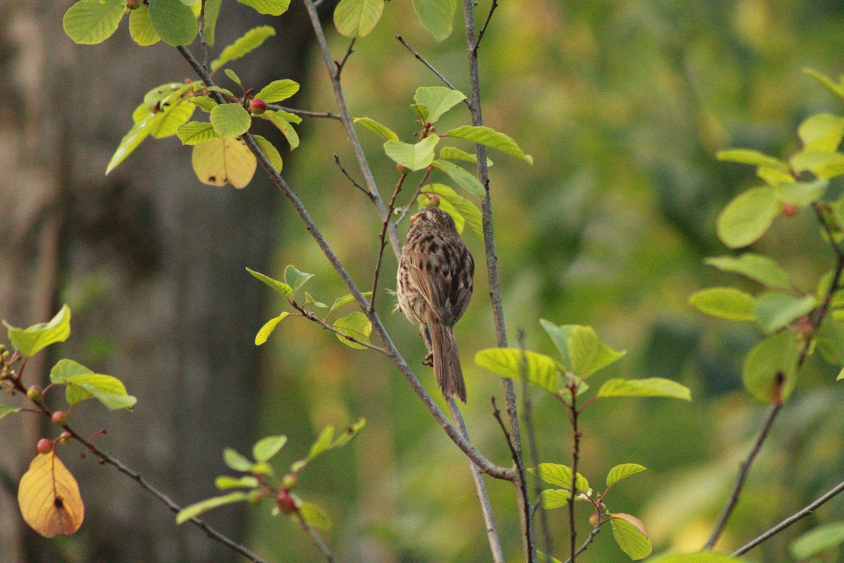 Song Sparrow - ML620673373