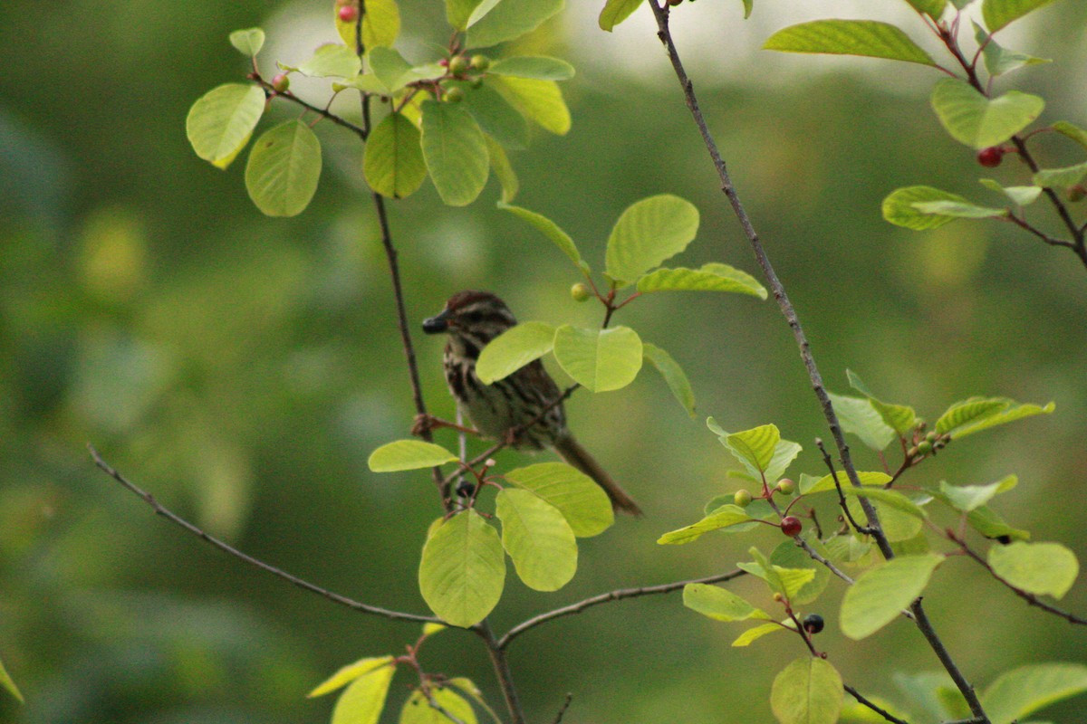 Song Sparrow - ML620673374