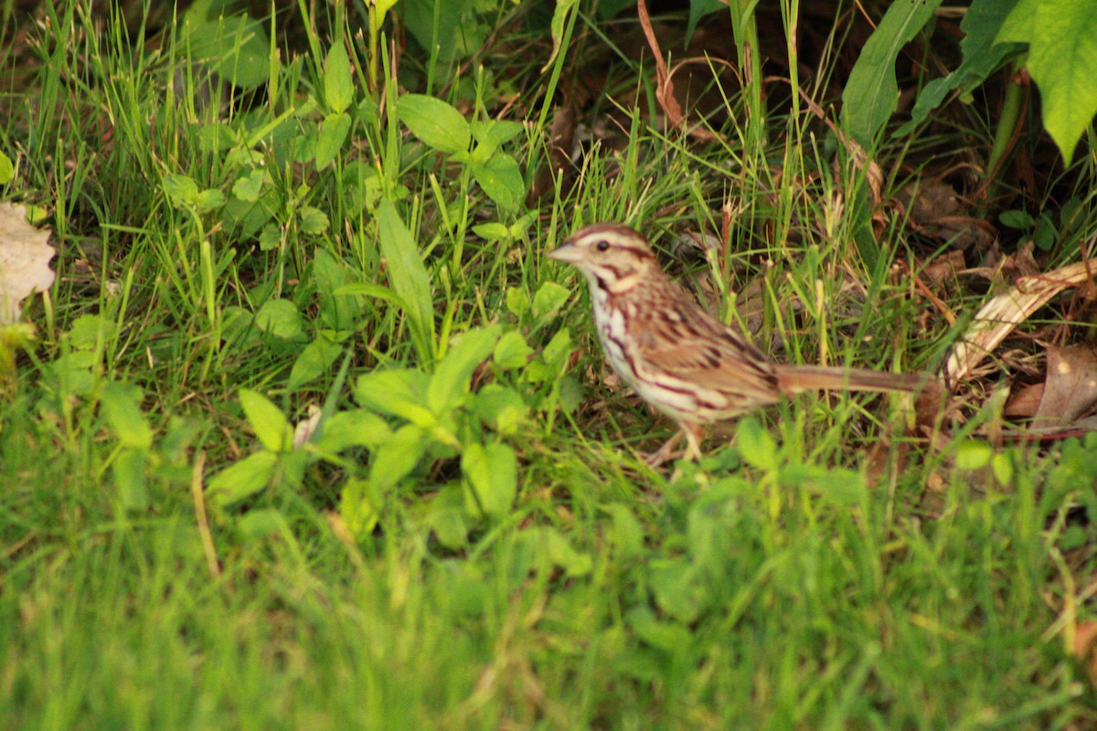 Song Sparrow - ML620673375