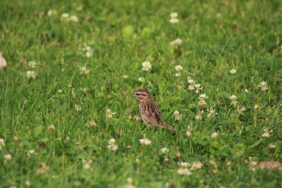 Song Sparrow - ML620673376